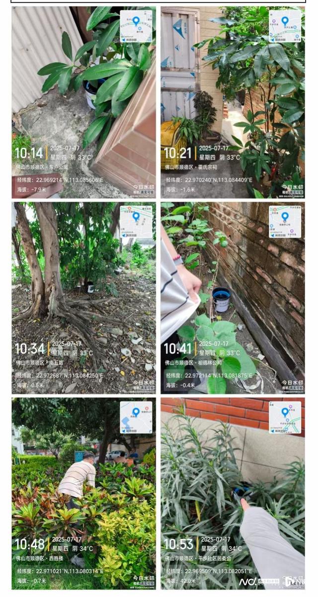 云端捕蚊，AI开方！广东“蚊媒侦探”精准狙击基孔肯雅热