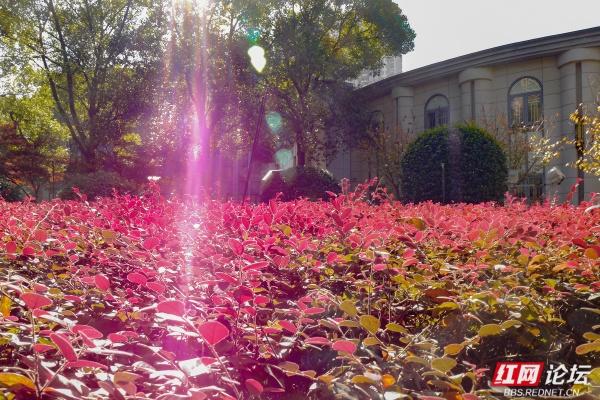 岁暖时刻丨株洲市市中心的“文化绿洲”，叠满文化buff的公园