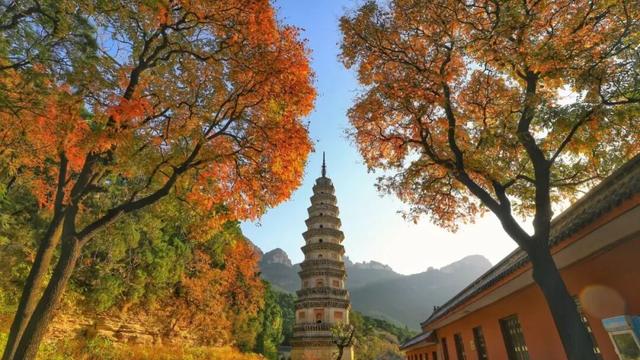 周末走起！济南有处“私藏秘境”：二重金色，千年之约！古银杏树+古刹，美出静谧诗意~~