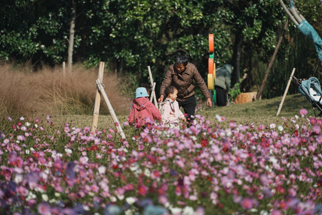 良渚荀甫路“秋花盲盒”已开！波斯菊海+治愈彩蛋，不仅好看还好拍！