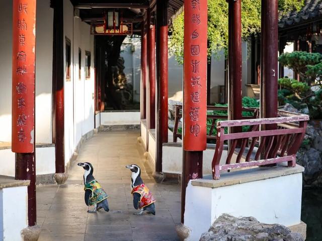 萌度“爆表”！洪堡企鹅最爱的瞻园秋景都在这里→