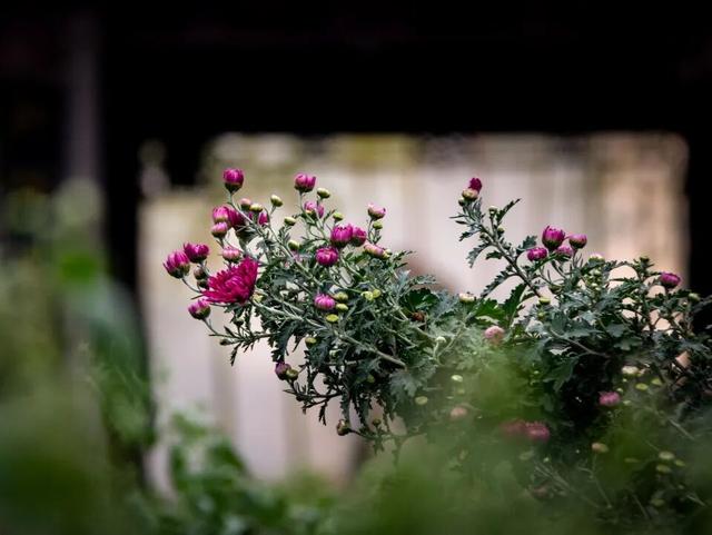 上海这个公园的桂花终于开了！还有10000+彩菊飘香→