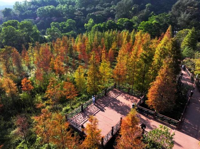 进入观赏期！东莞多处落羽杉，红了！