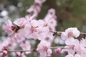 花开烂漫 春意渐浓！走，一起去赏山桃花→图片