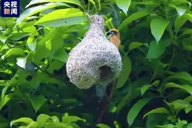 鸟儿的筑巢本领有多强？“最美纺织工”搭的精品“房”了解一下图片