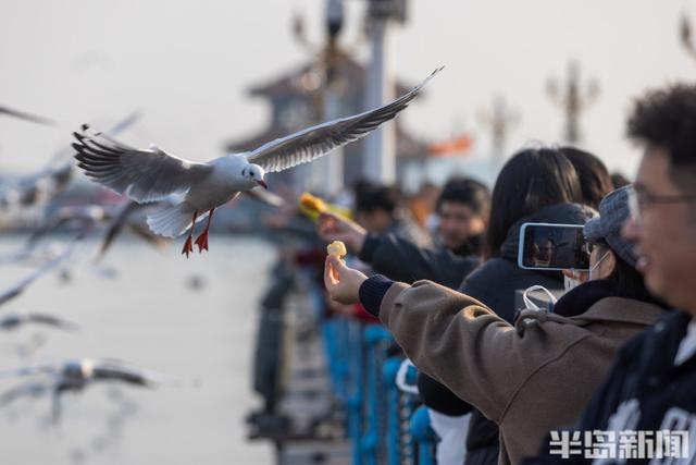 栈桥赏鸥已开始进入最佳观赏期！
