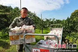 贵州沿河：“小火车”助力柑橘产业步入“快车道”图片
