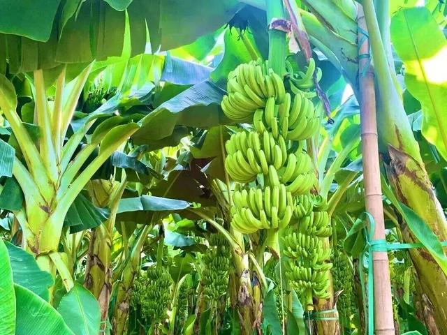 南宁就是冬日旅游天花板！摘果+跑马+演唱会+美景打卡，带你玩转“水果自由”之旅