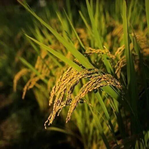 秋光正好，栖霞来邀