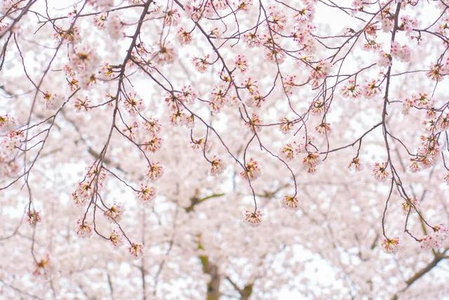 四时天工 扬州如画