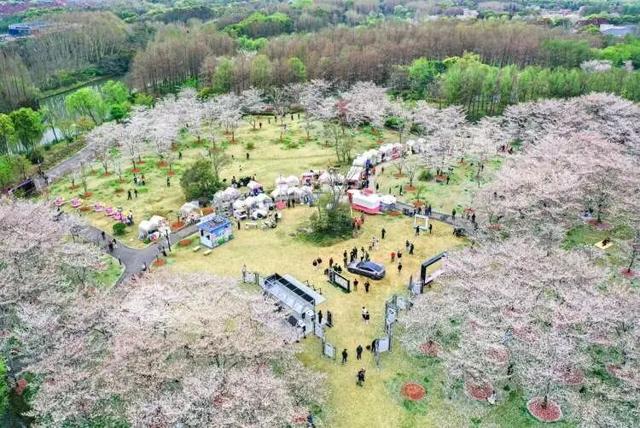 2026上海樱花节来了！首推“景随花移”夜游新模式，活动多元体验感“拉满”