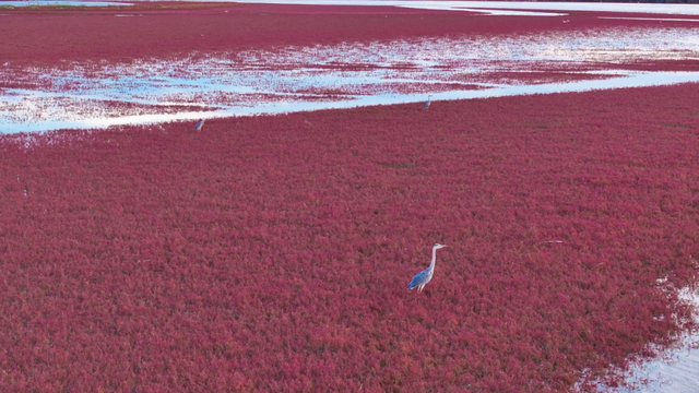 威海南海新区：“蓝碳”研学 解锁生态新体验