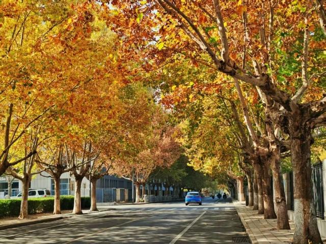 坊子区7处“落叶缓扫”超出片，快来打卡~