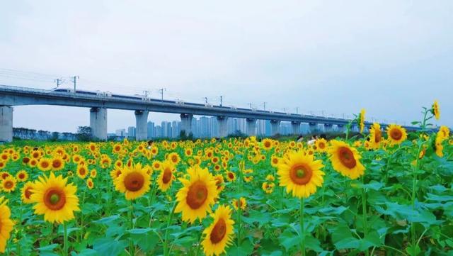 金秋有礼 绵阳有你 ‖ 游仙新晋网红打卡地：来石马看动车与向日葵花海的浪漫相遇