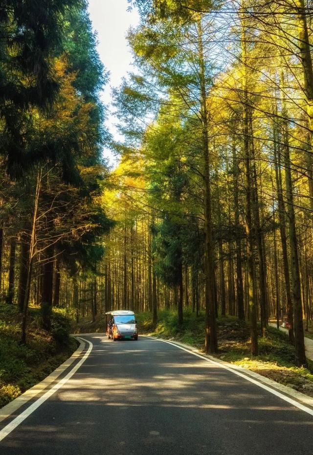 重庆秋色“天花板”火了！最快1小时飚拢！