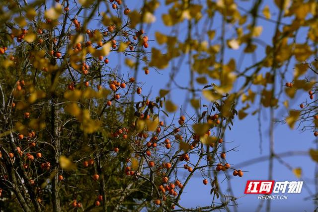 大美红图丨山东淄博：一抹柿红染初冬，田庄藏着岁月暖