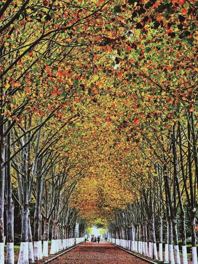 宿来拍丨捕捉秋阳