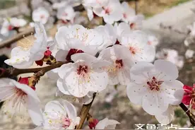 青未了/依然十里杏花村图片