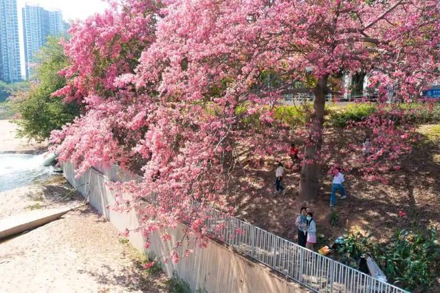 粉色花海，已开遍龙华