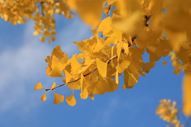 观山湖区:绿脉织城 四季变幻 绘就宜居新画卷