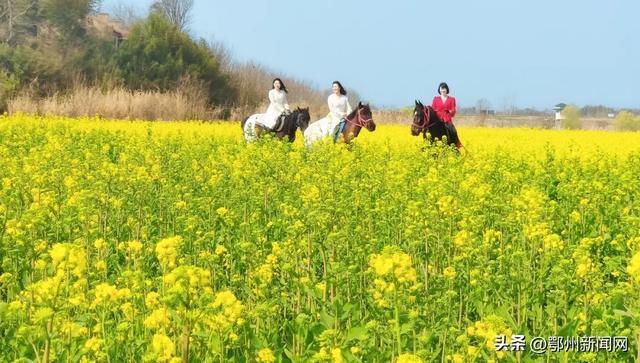 别错过！鄂州春日限定“金色海洋”已上线