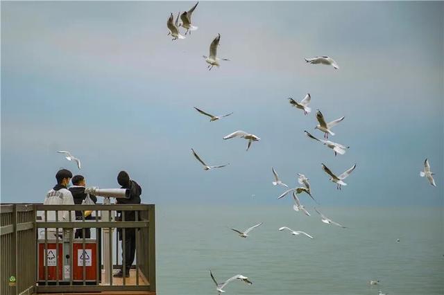 跟着海鸥追鸥气！打卡云南湖光的冬日诗意栖居