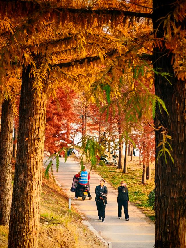 每日一景丨长葛清潩河藏不住了！水杉红透，冬日浪漫值拉满