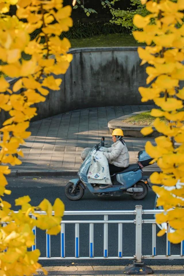 宜宾，含“金”量超高！