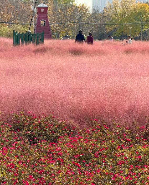 郑州这个“网红”公园的秋色绝了！附公交、地铁路线→