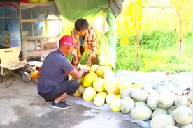 精河县茫丁乡：套种甜瓜喜丰收 一地双收“钱”景好图片
