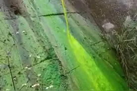重庆一公园管道排出不明液体将溪水染成荧光绿？生态环境局回应图片
