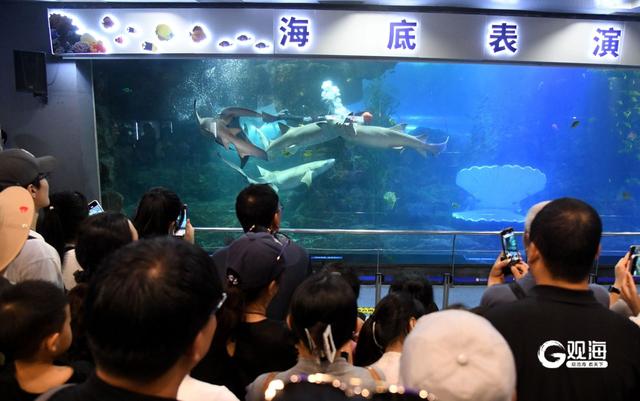 过万市民游客打卡，国庆假期青岛海底世界引爆游览热潮
