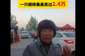 果然视频丨宁阳村民抓蟋蟀三十年，一只蟋蟀最高卖过2.4万元图片
