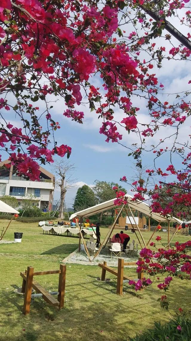 赏花撸萌宠、水果采摘、围炉煮茶……来珠海这里跨年，太精彩！