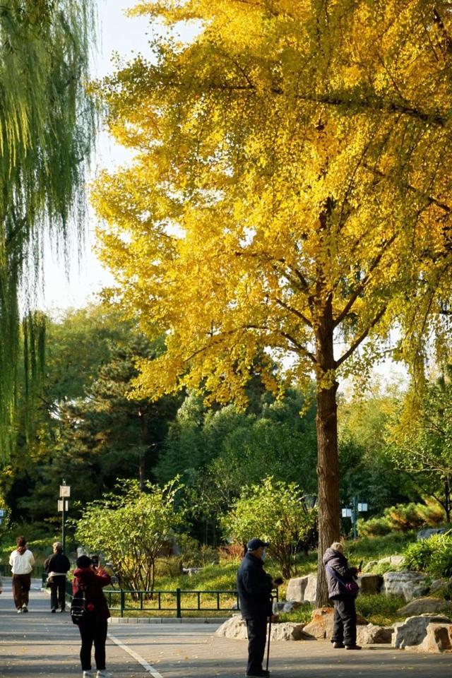 海淀这个免费公园，“藏”着秋天的所有颜色——