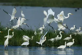 包头市东河区：守护家门口的“湿”和远方图片