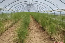 山西闻喜：大棚芦笋种出好“钱”景图片