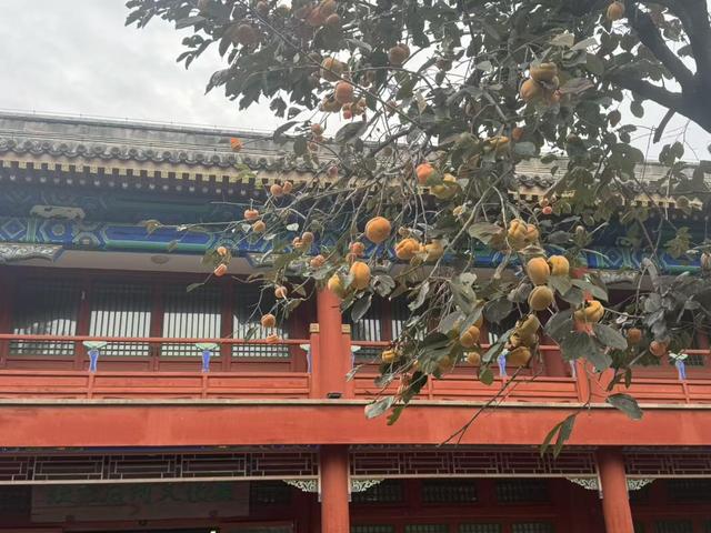 游客为柿子而来，五塔寺里有一处网红拍照点