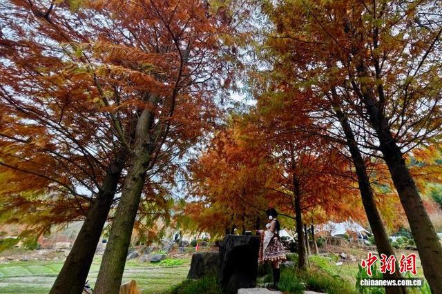 福建福州：乡村美丽冬景引游人