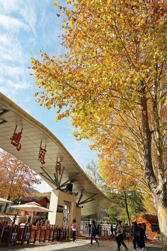 秋景大片都没看，洛阳的秋天，这就结束了？