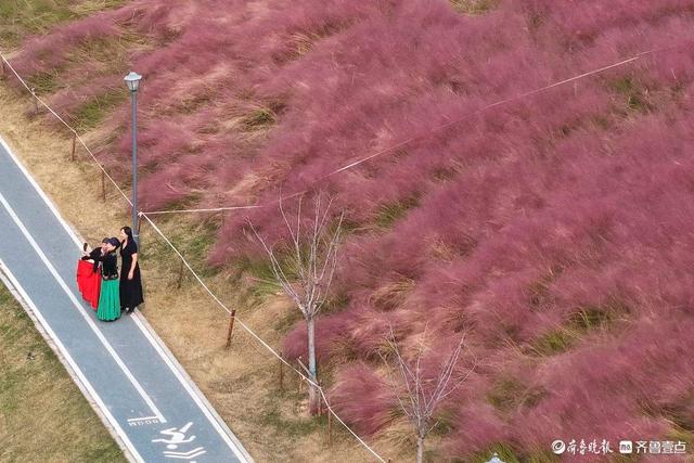 济南东站龙脊河畔，粉黛乱子草花海受热捧