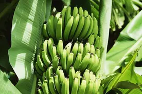 新词|蕉绿打败焦虑 鲜切芭蕉成办公室新宠图片