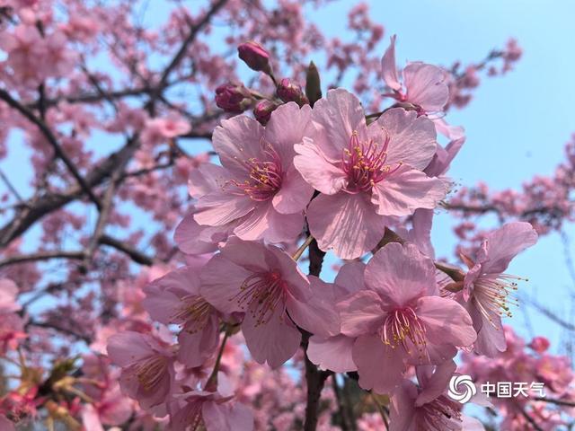 湖南常德太浮山樱花反季绽放 花海营造粉色浪漫