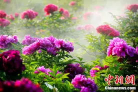 在菏泽，原来可以这样过年！图片