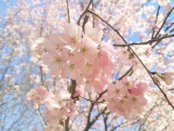 2026河南·荥阳第十一届黄河樱花季在丰乐樱花园启幕