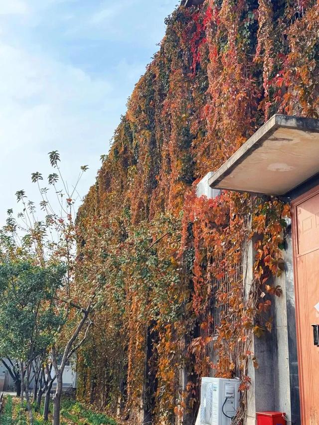 全网一致认定：最短的秋天，才是最贵的奢侈品