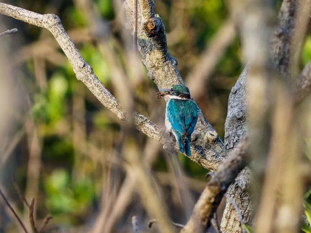 美兰观鸟 | 白领翡翠仍在北港岛，状态绝佳～