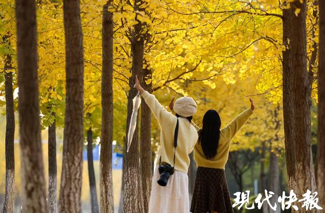 满城尽带“黄金甲”！盐城“网红”银杏长廊进入最佳观赏期