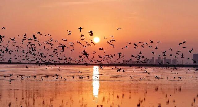 南海新区：碧海旭日天鹅舞