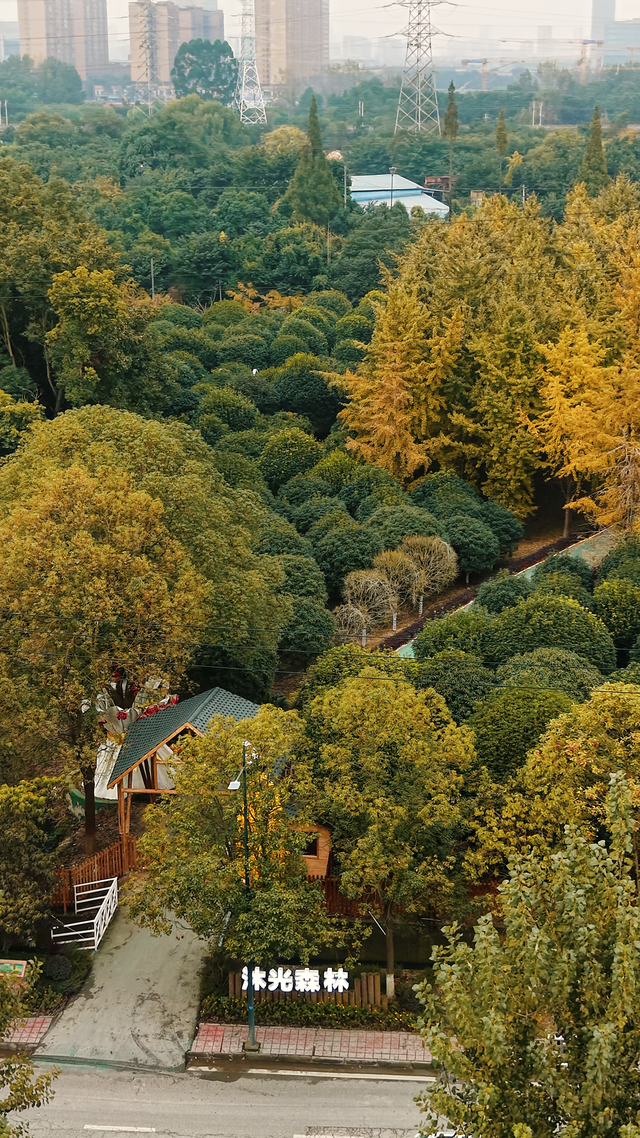 40000株银杏黄了！成都第一波！